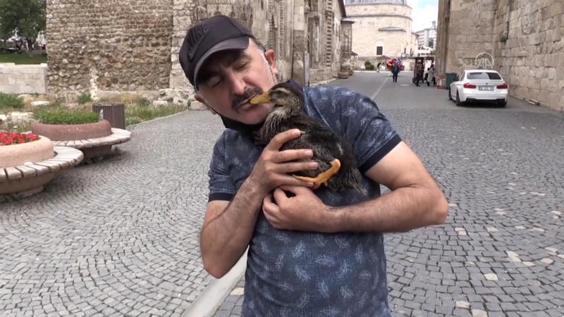 Sivaslı hayvanseverin ördek yavrusuyla ilgi çeken dostluğu