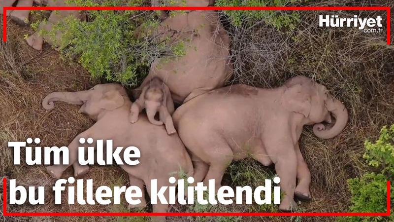 Tüm ülke bu fillere kilitlendi