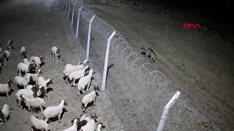 Çizgili sırtlanın koyunların arasına girmeye çalıştığı anlar kamerada