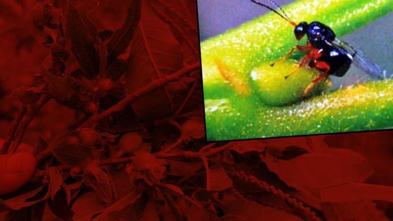 'Katil' gal arısı Kastamonu'da görüldü