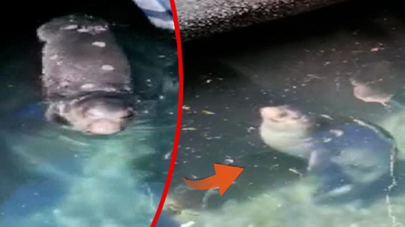 Teknelerin arasında böyle kaydedildi! Görür görmez telefona sarıldılar