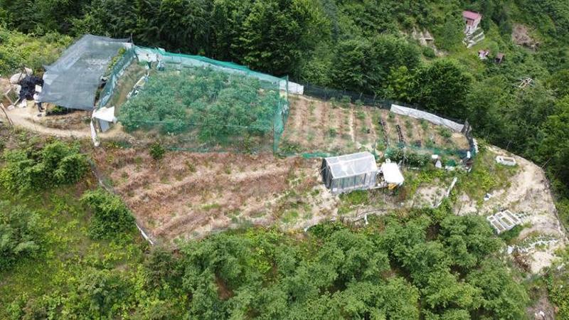 Trabzon'da yaban mersini ekti, yıllık 100 bin TL kazanıyor