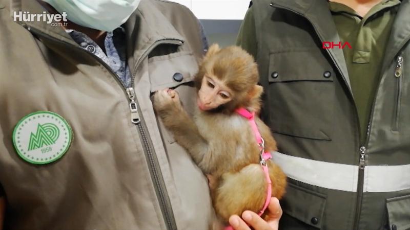 İnşatta bulunan "örümcek maymunu" koruma altına alındı