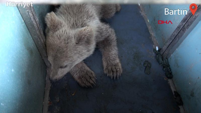 Köpeklerin saldırdığı yavru ayı kurtarıldı