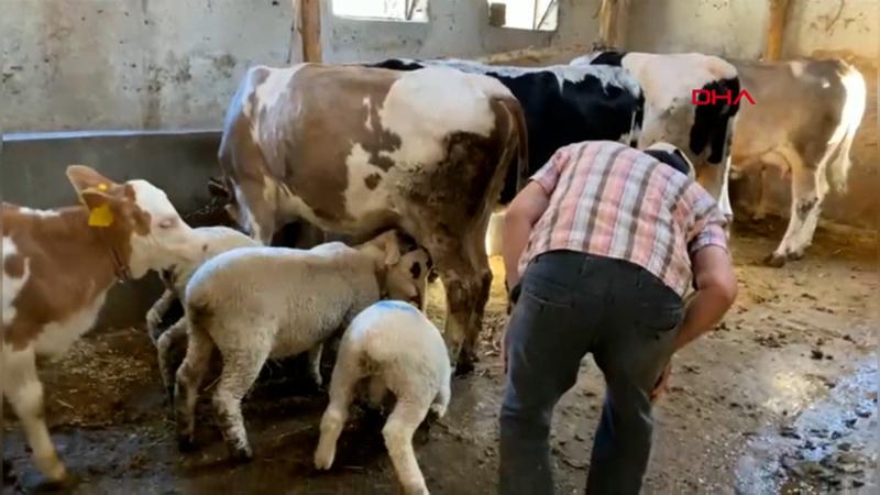 Annelerinin sütü yetmeyen kuzuları, inek emziriyor