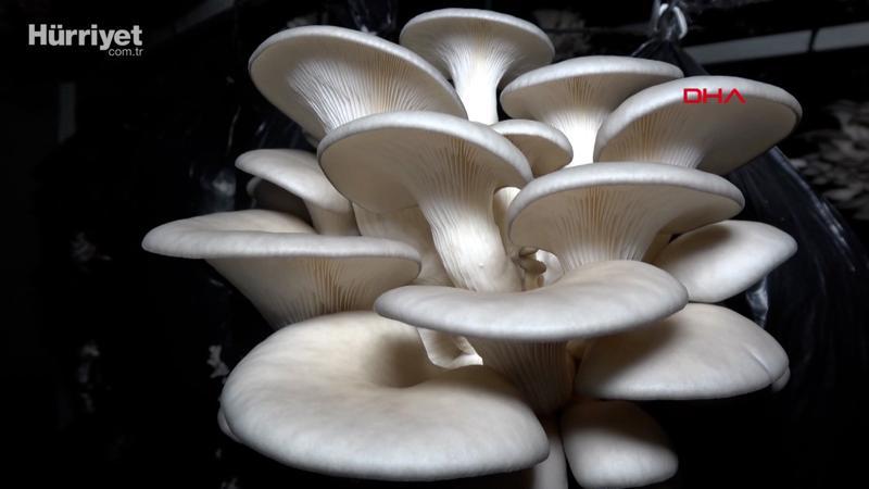 10 metrekarede başladığı istiridye mantarı üretimini 3 yılda 60 tona çıkardı