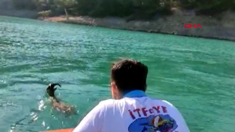 Baraj gölüne giren yaban keçisini böyle kurtardılar