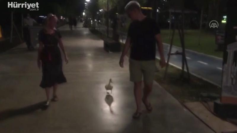 Antalya'da Rus turistlerin gezdirdiği "evcil ördek" görenleri güldürdü