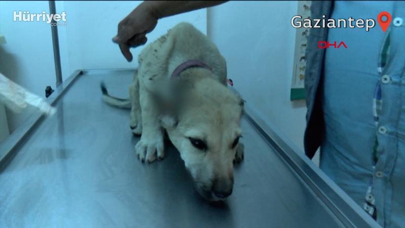 Yavru köpeğin kulaklarını kesip, ayağını kırdılar