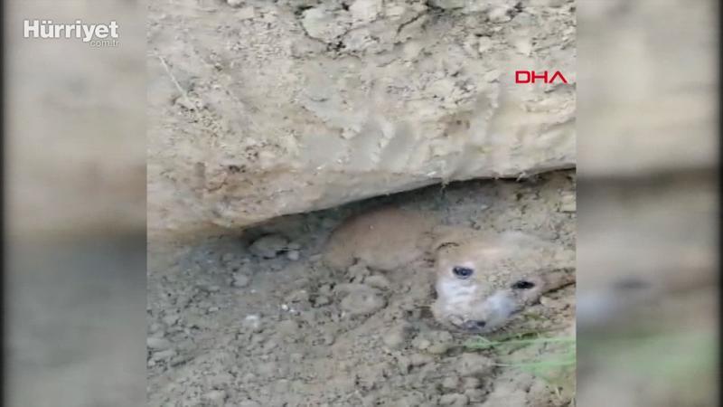 Çocukların duyduğu ses toprak altındaki köpekleri ölümden kurtardı