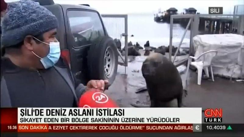 Görenler şaşkın! Deniz aslanlar kıyıyı istila etti...