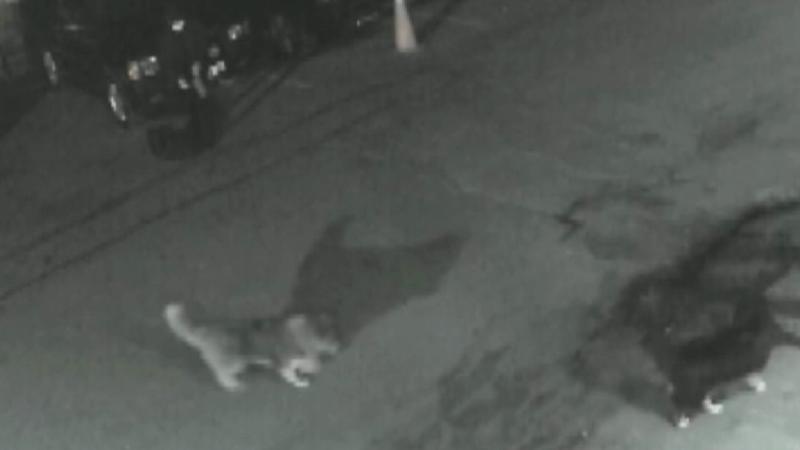 Sariyer De Vahset Kamerada Kopegi Zehir Surulmus Sacma Mermisi Ile Oldurdu Son Dakika Haberleri