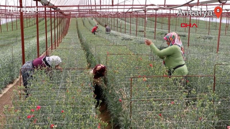 Avrupa'nın çiçek merkezi Hollanda'ya Denizli'den ihracat