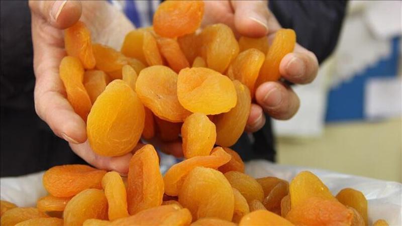 Malatya'dan Avrupa'ya organik kayısı ihracatı