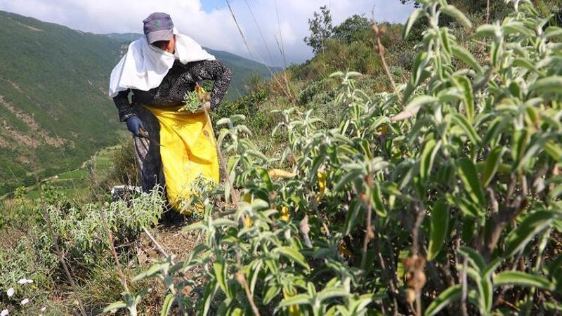 Tekirdağ'ın Ganos Dağı eteklerinden toplanan ada çayı 7 ülkeye ihraç ediliyor