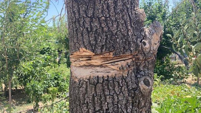 Ağaç budarken taşlama makinesi elinden kayıp boğazını kesti
