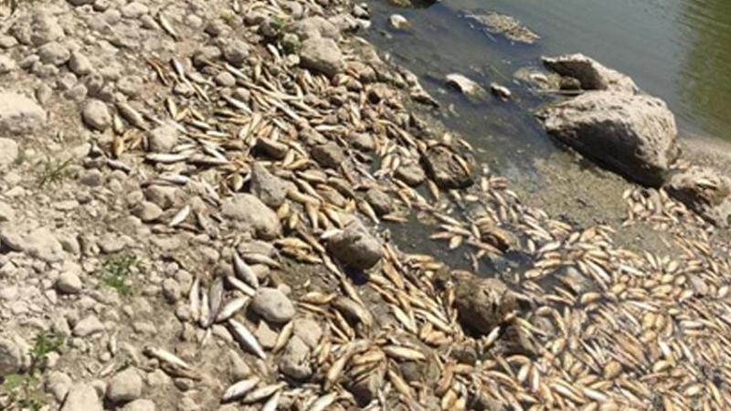 Asi Nehri'nde su seviyesi azalınca balıklar öldü