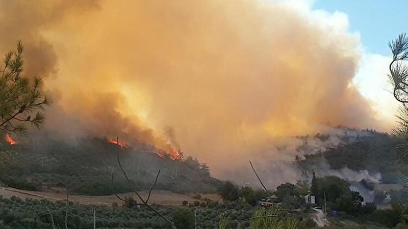 Osmaniye'de orman yangını