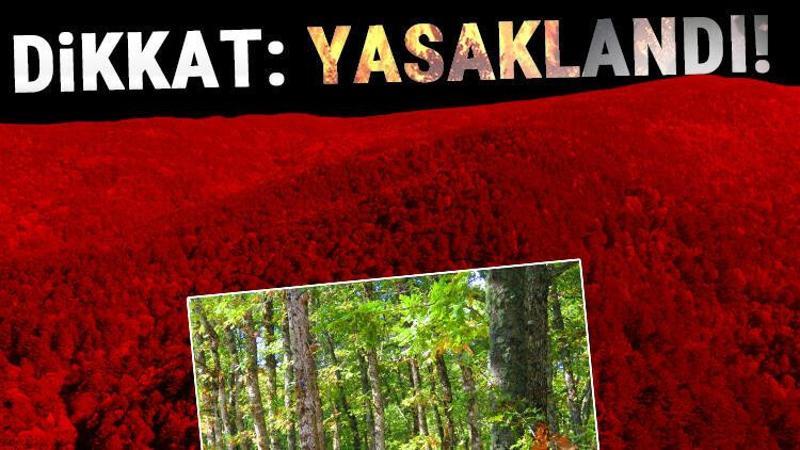 İstanbul Valiliği ormanlara girişi yasakladı