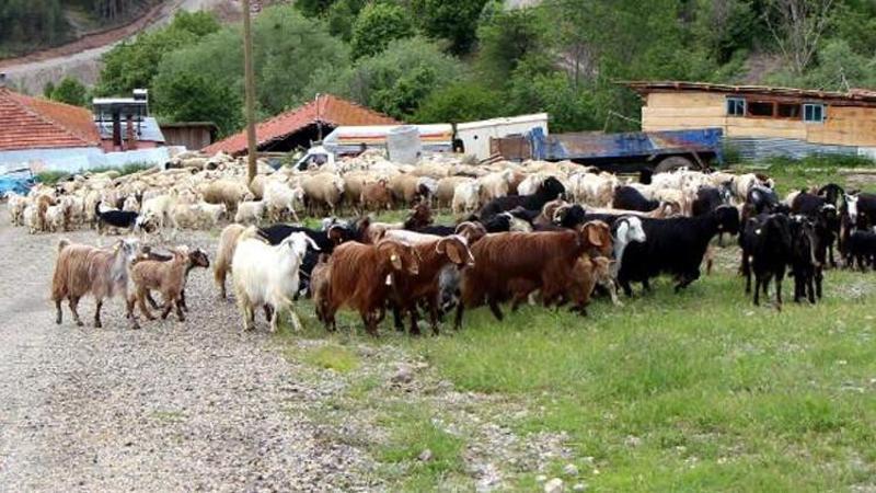 Bolu Ziraat Odası Başkanı: 4 bin 500 lira maaşa çoban bulamıyoruz