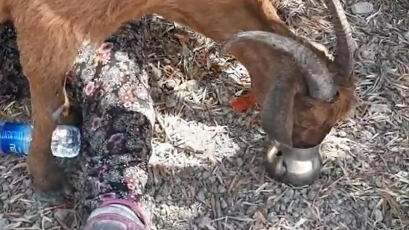 Manavgat'taki yangında ahır çatısı enkazında kalan keçi, 6 gün sonra canlı olarak kurtarıldı