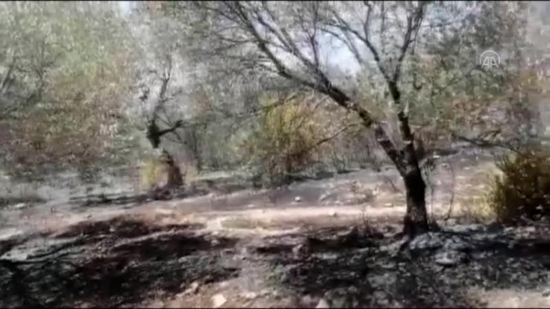 Datça’da çıkan yangında 10 dönüm zirai alan yandı