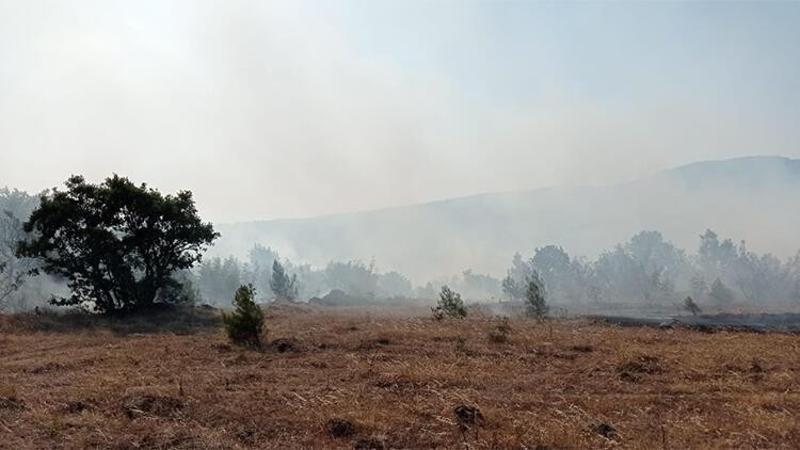 Balıkesir Savaştepe'de orman yangını