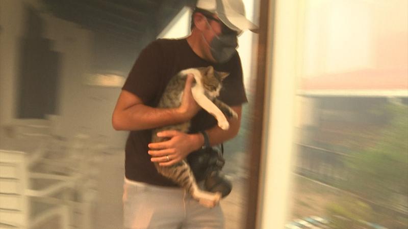 Milas'taki yangında evin balkonunda mahsur kalan kedi gazeteciler tarafından kurtarıldı