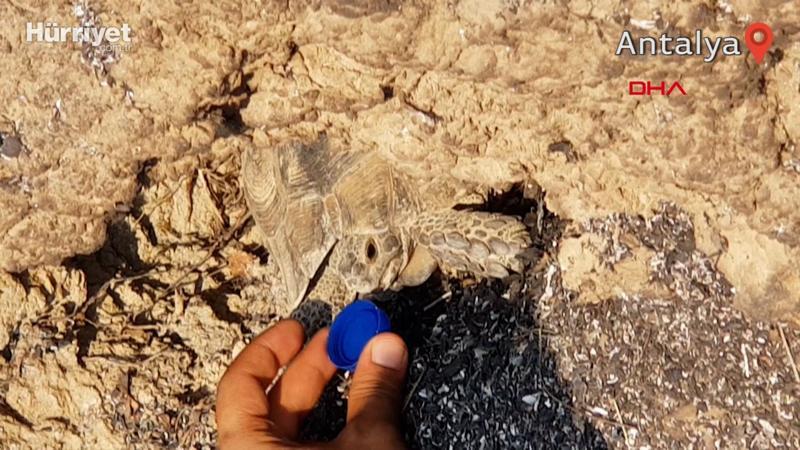 Ağaç kovuğuna giren kaplumbağa yangından kurtuldu