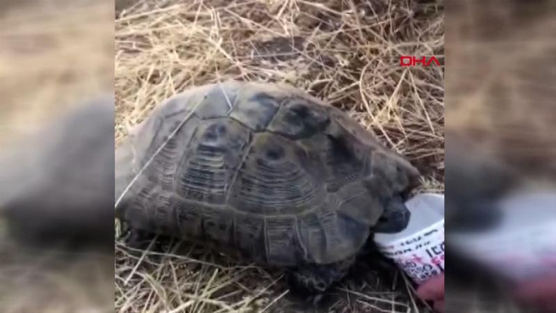 Kaplumbağaya elleriyle su içirdiler