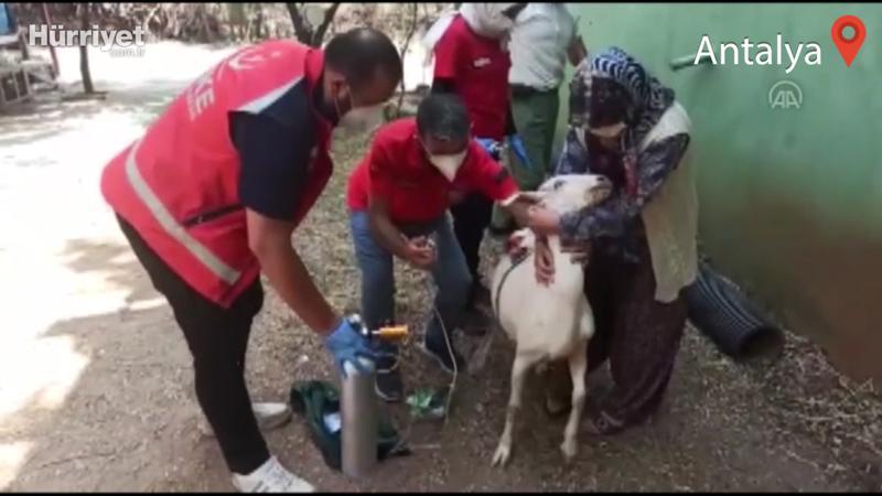 Yangından etkilenen keçilere UMKE ekipleri müdahale etti