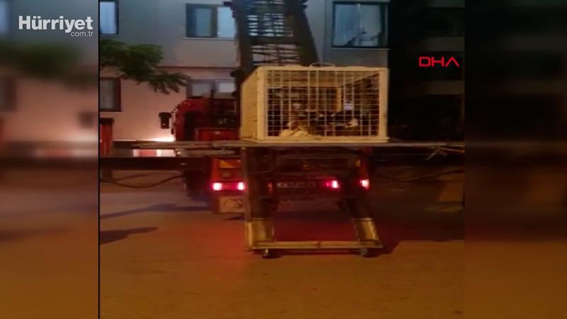Koku şikayeti yapılan eve savcılık kararıyla girip, 50 kediyi vinçle çıkardılar