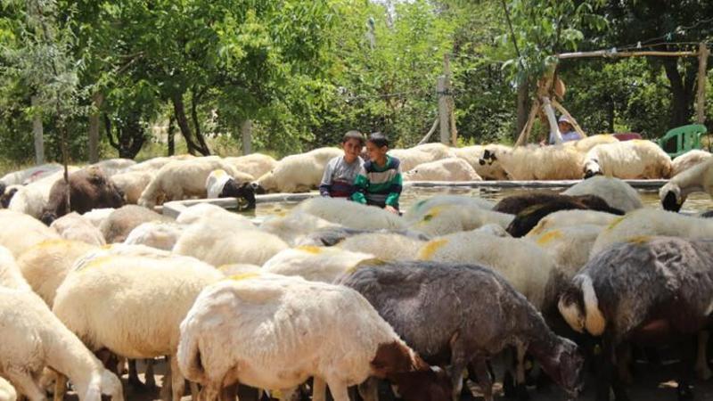 Devletin sürü desteği "tersine göç"ü başlattı