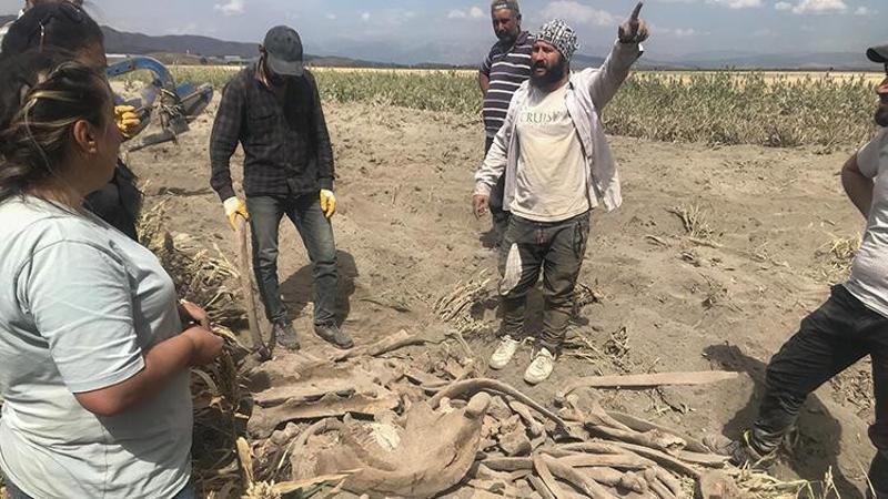 Ekim için sürülen tarlada fil fosili bulundu