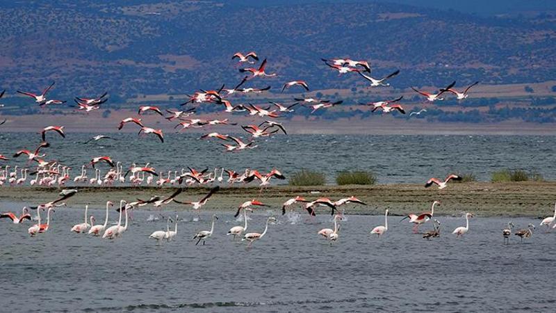 Flamingolar, suyu azalan Burdur Gölü'nde