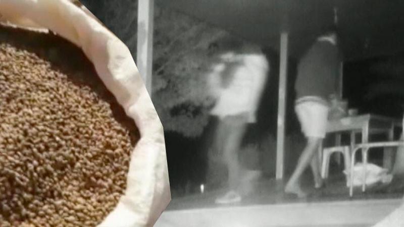 Mersin'in Anamur ilçesinde, Orman İşletme Müdürlüğü'nden kızılçam tohumu çalan 4 zanlı tutuklandı