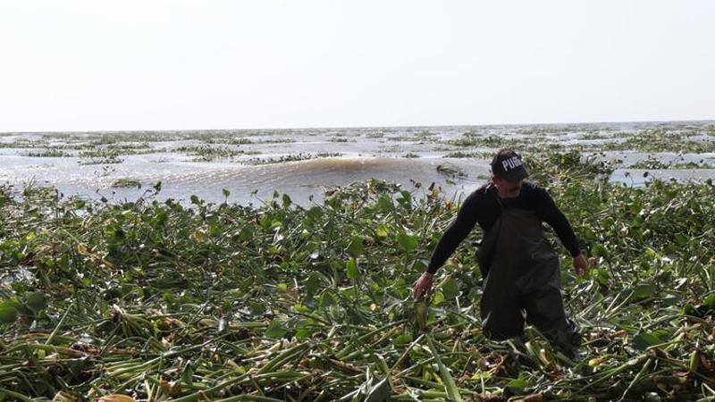 Asi Nehri'nin taşmasıyla Akdeniz'e dökülen su sümbülleri Samandağ sahilini kapladı