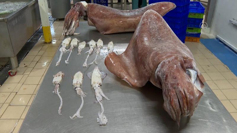 Egeli balıkçıların ağına 16 kilogramlık 2 kalamar takıldı