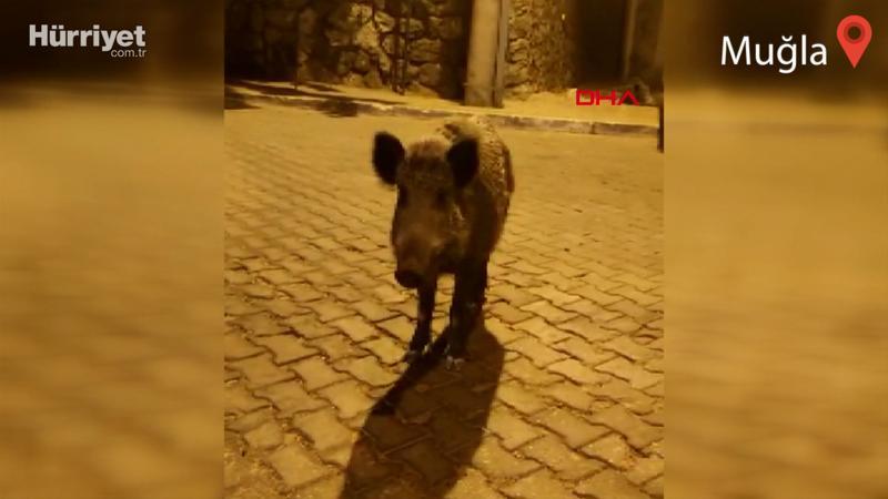 Görüntülediği domuza, 'Birader ne var ne yok' diye seslendi