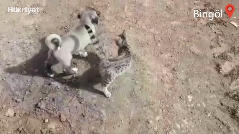 Yavru kedi ve köpeğin dostluğu görenleri şaşırtıyor
