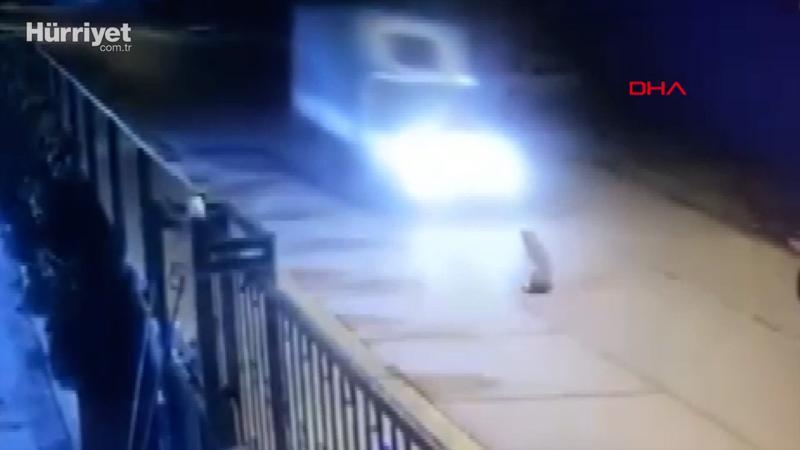 Tuzla'da kamyonetin ezdiği köpek öldü; sürücü durmayarak yoluna devam etti