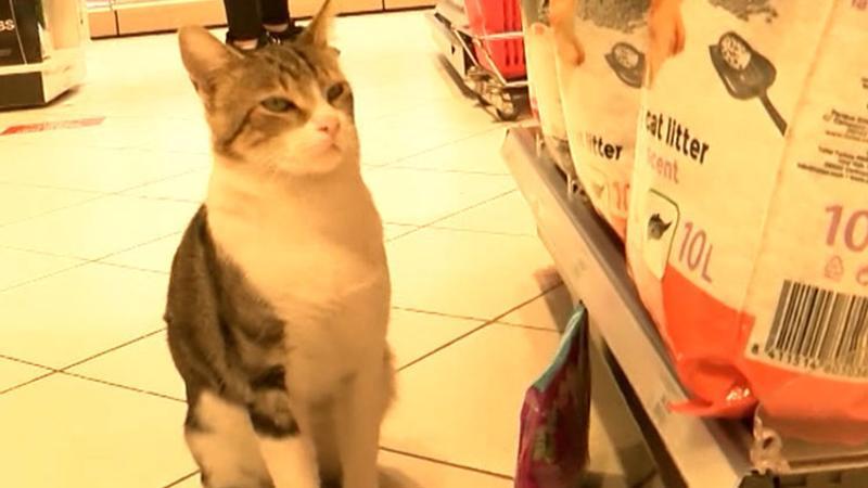 Kendisine zorla mama aldıran dilenci kedi 'Nokta'