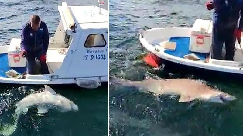 2,5 metre boyunda köpek balığı yakaladı! İşte o anlar