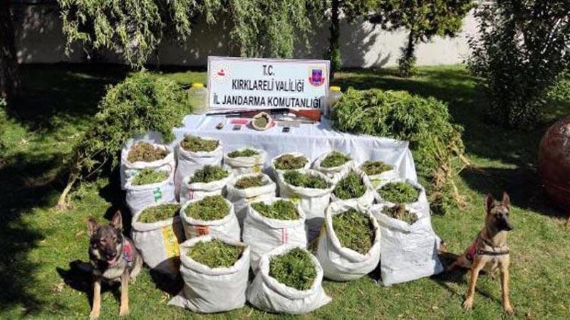Serada Hint keneviri yetiştiren 2 kişi yakalandı