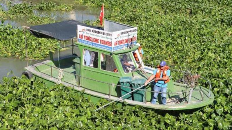 Asi Nehri'ni su sümbülleri kapladı