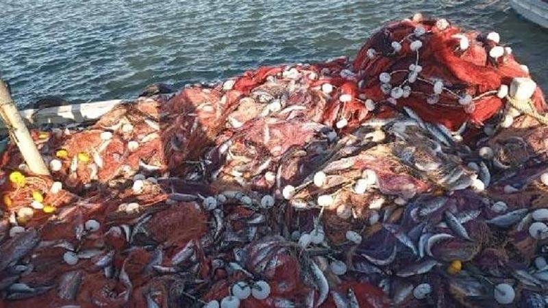Çanakkaleli balıkçı 15 bin tane lüfer yakaladı