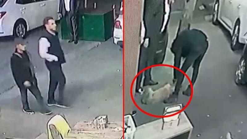 Büyükçekmece'de köpeği suratından bıçakladılar