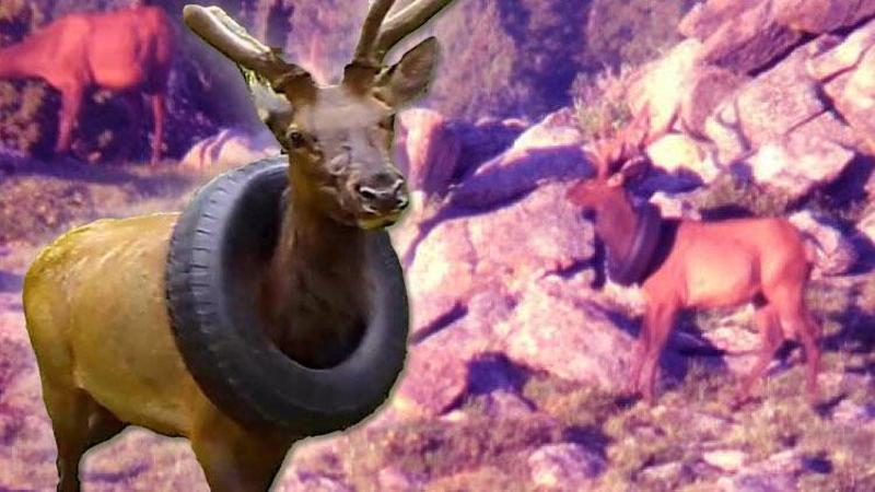 2 yıl boyunca boynunda araba lastiği taşıdı