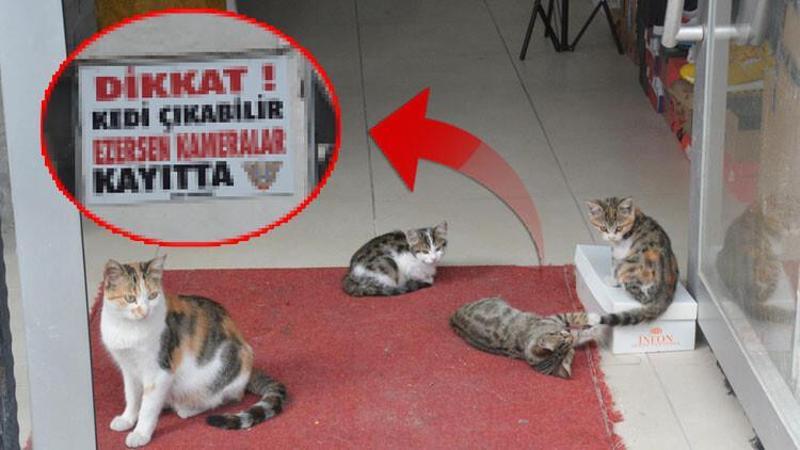 Bilecik'te bir esnaf, beslediği 10 kedinin ezilmesi üzerine yazılı tabela astı