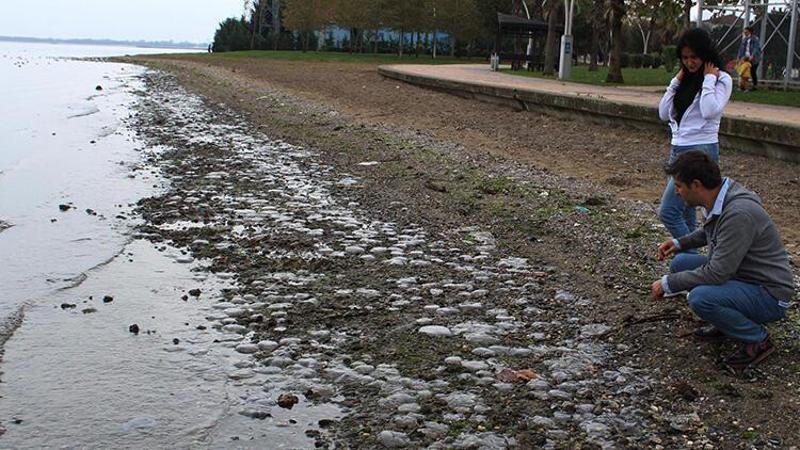 İzmit Körfezi'nde binlerce ölü denizanası kıyıya vurdu